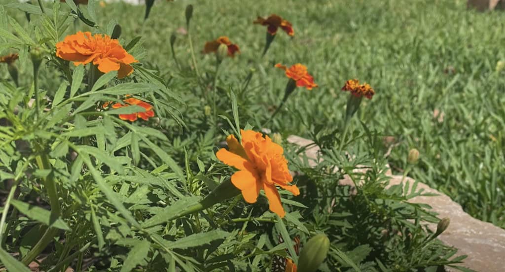 Marigold Plant